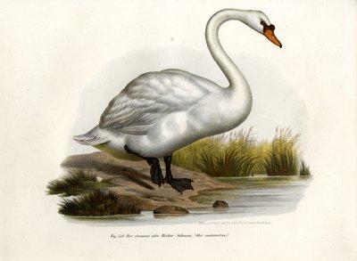 Mute Swan by German School